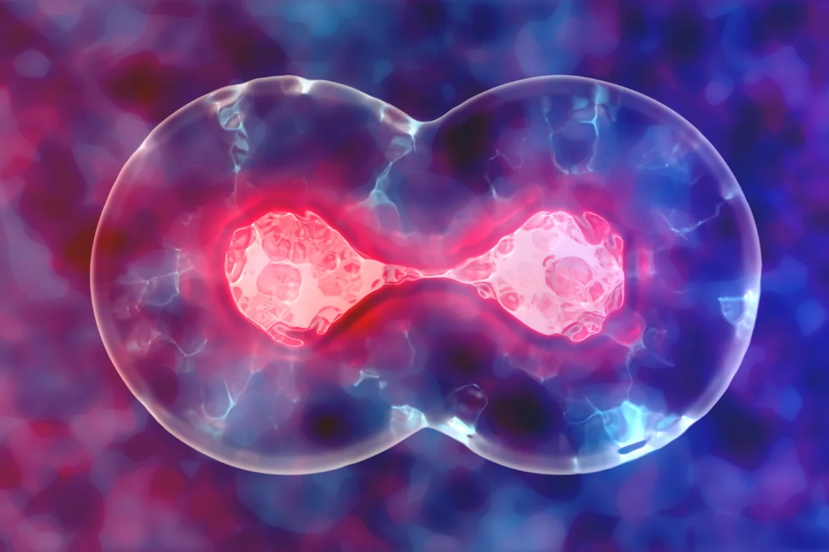 Mesenchymal Stem Cells