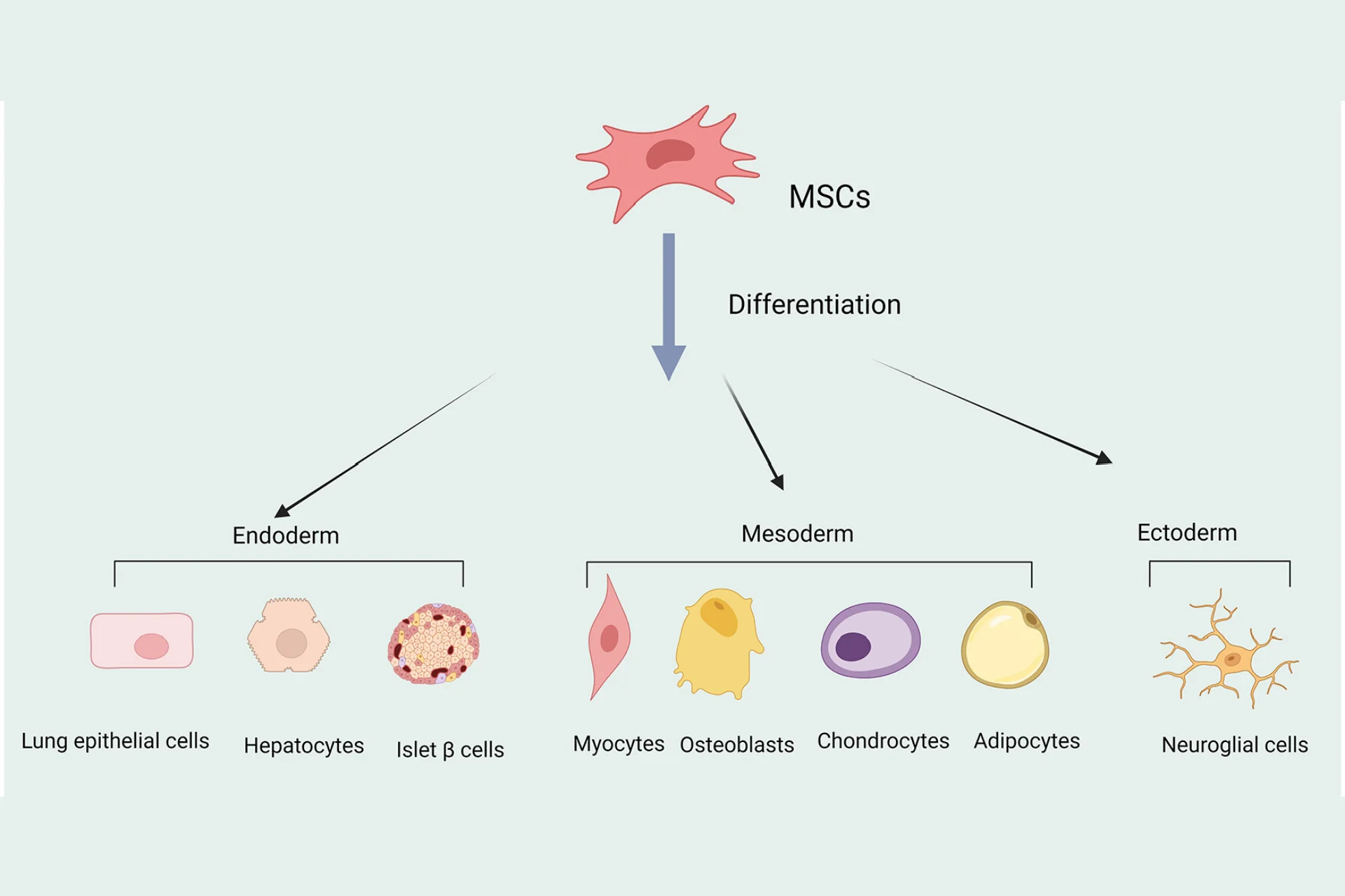 Multipotent Differentiation Ability