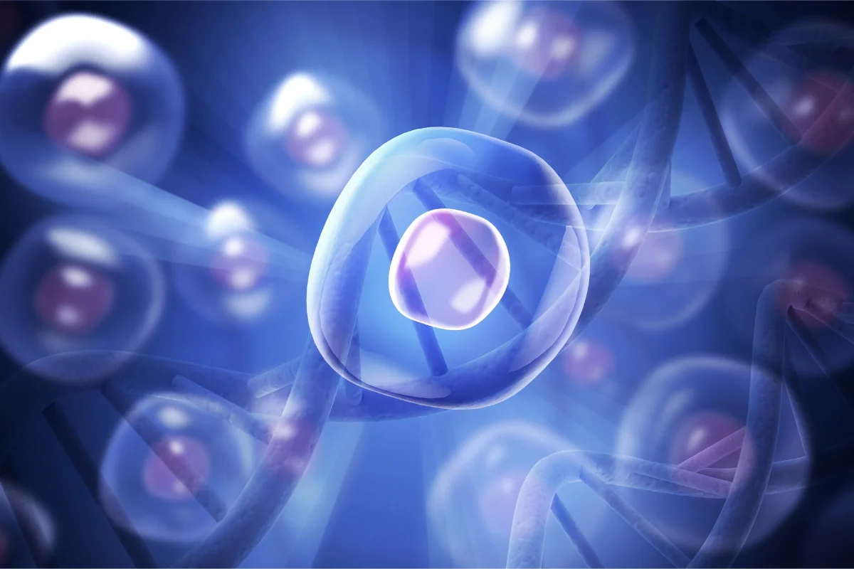 what is Mesenchymal Stem Cells